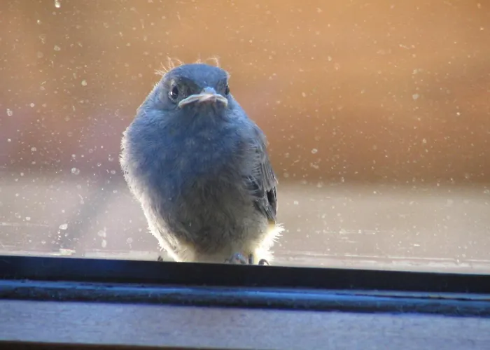 Nyaraló Unterfuehrholzergut *