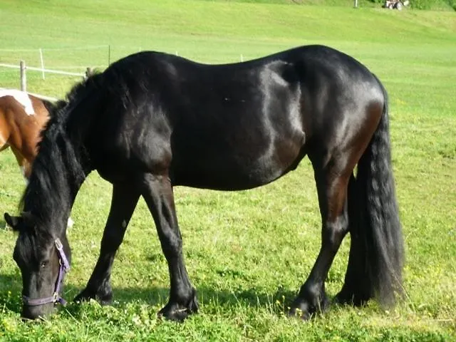 Vakantiehuis Unterfuehrholzergut