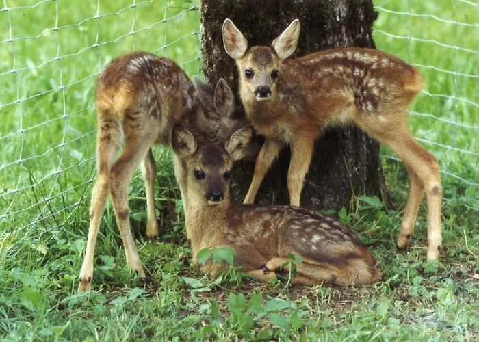 Unterfuehrholzergut Klaus an der Pyhrnbahn