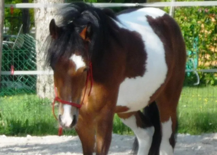 Unterfuehrholzergut Tatil Evi *