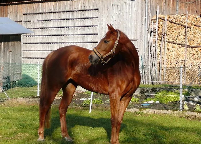 Unterfuehrholzergut Tatil Evi